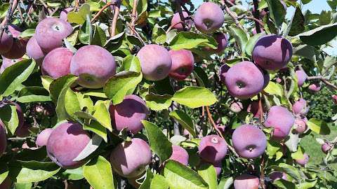 MacLaren Orchards